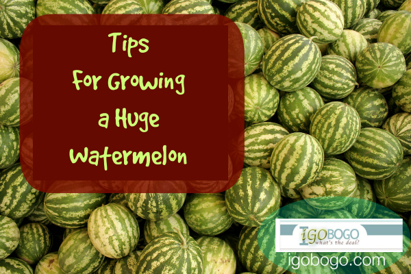Tips for Growing a Huge Watermelon