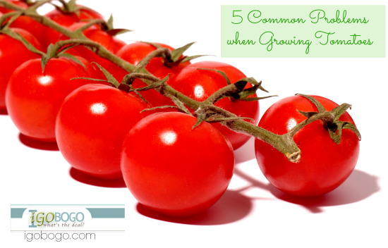 5 Common Problems when Growing Tomatoes