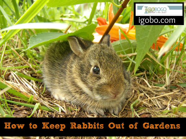 How to Keep Rabbits Out of Gardens