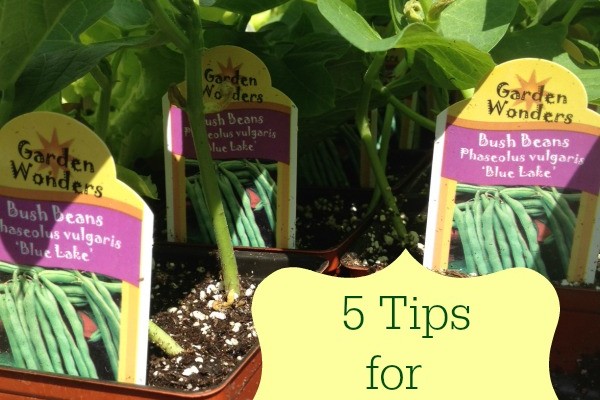 5 Tips for Growing Beans