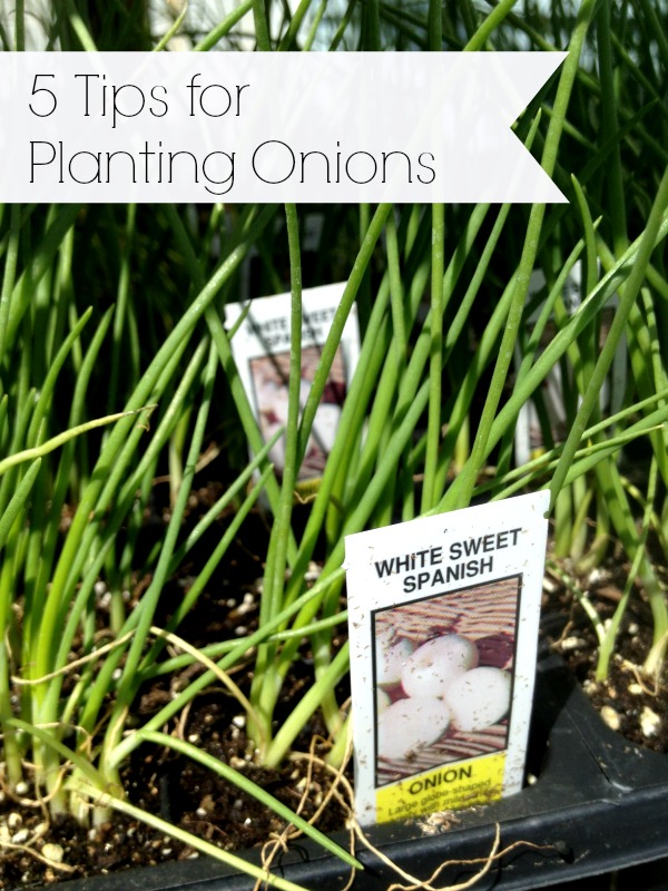 5 Tips for Growing Onions