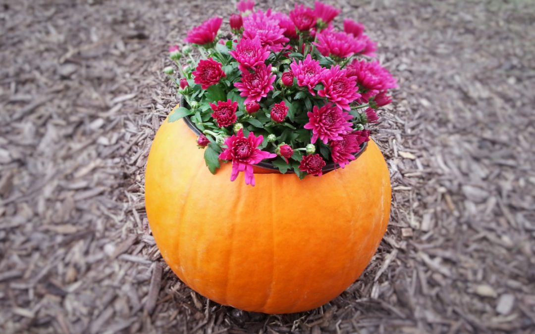 Pumpkin Planter